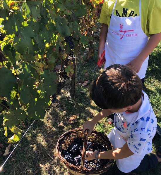 Vendemmia con la famiglia Cotarella