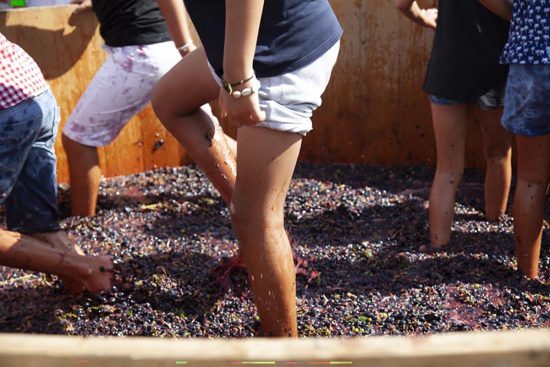 Vendemmia con la famiglia Cotarella