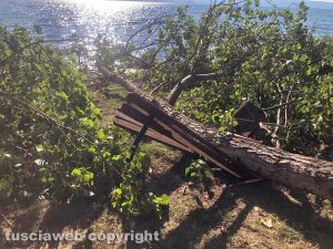 Montefiascone - Parte di un albero caduto al lago di Bolsena