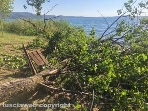 Montefiascone - Parte di un albero caduto al lago di Bolsena