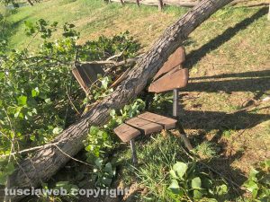 Montefiascone - Parte di un albero caduto al lago di Bolsena