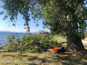 Montefiascone - Parte di un albero caduto al lago di Bolsena