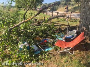 Montefiascone - Parte di un albero caduto al lago di Bolsena