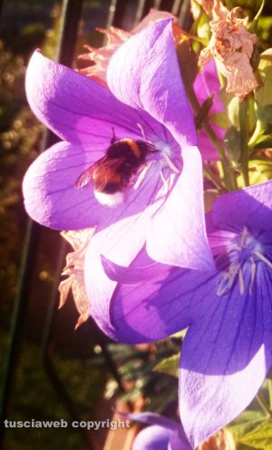 Ape sulla campanula grandiflora