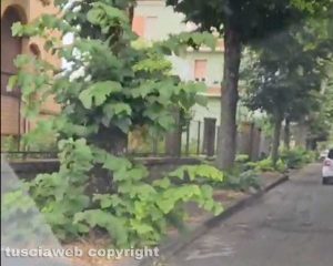 Viterbo - Erbacce e buche in viale IV Novembre