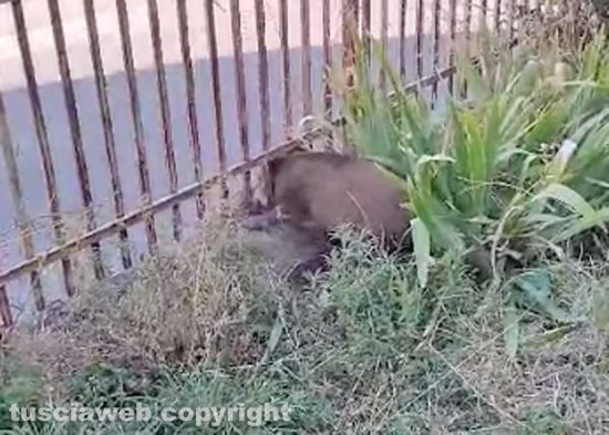 Viterbo - Cinghiale incastrato in una ringhiera