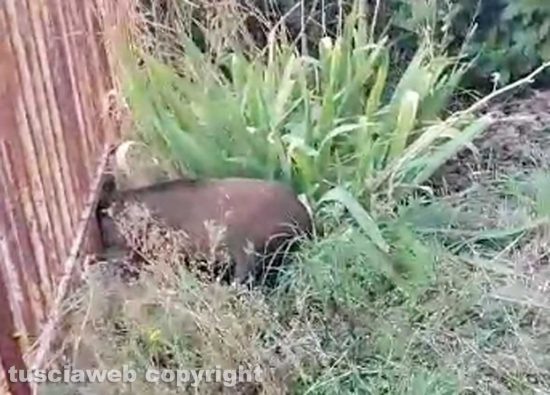 Viterbo - Cinghiale incastrato in una ringhiera