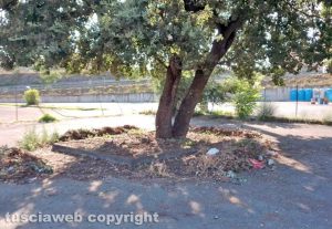 Viterbo - Quercia pulita dai rifiuti abbandonati da parte di un cittadino