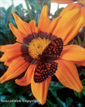 Una farfalla sulla Gazania