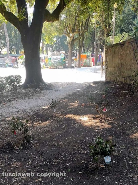 Pratogiardino Lucio Battisti - Camelie a secco
