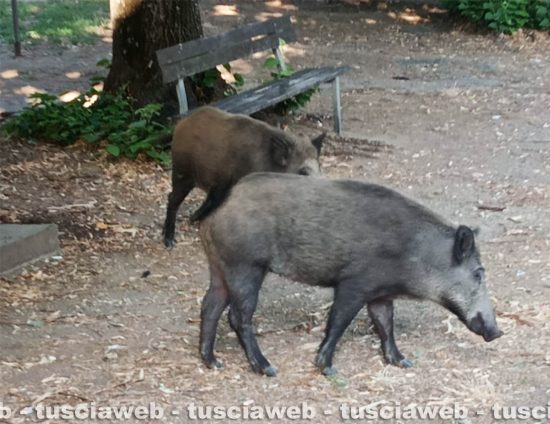 Viterbo - Cinghialo nel parco in via Carlo Cattaneo 