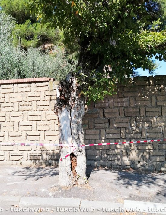 Viterbo - Taglio di una pianta in via Nino Bixio, l'intervento dei vigili del fuoco e polizia locale