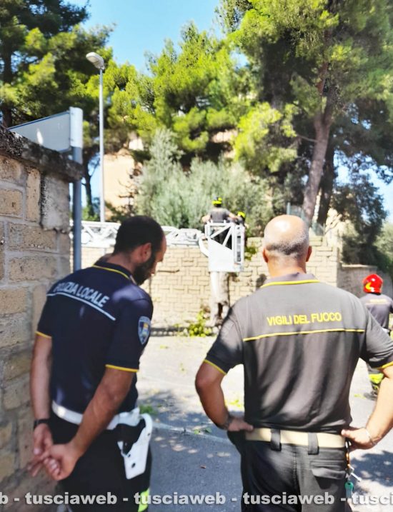 Viterbo - Taglio di una pianta in via Nino Bixio, l'intervento dei vigili del fuoco e polizia locale