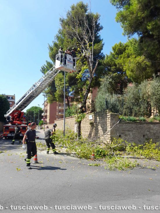 Viterbo - Taglio di una pianta in via Nino Bixio, l'intervento dei vigili del fuoco e polizia locale