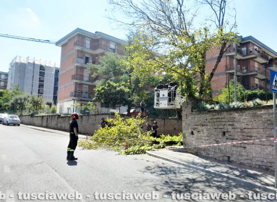 Viterbo - Taglio di una pianta in via Nino Bixio, l'intervento dei vigili del fuoco e polizia locale