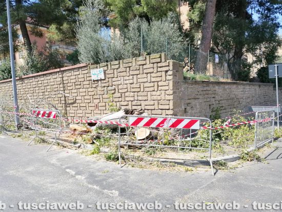 Viterbo - Taglio di una pianta in via Nino Bixio, l'intervento dei vigili del fuoco e polizia locale