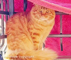 Il gatto Tom