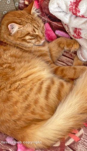 Il gatto Tom