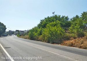 Viterbo - Erbaccia secca a bordo della strada Teverina