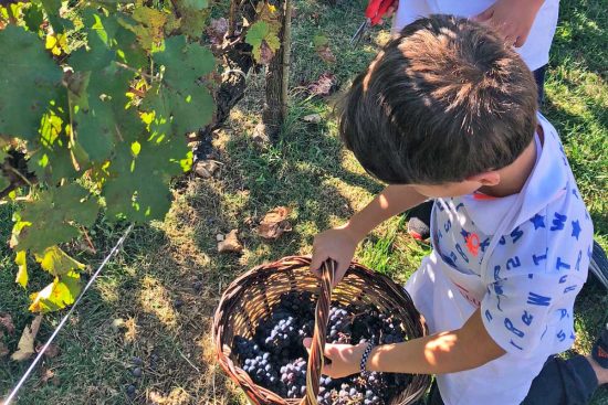 Vendemmia in fattoria: raccolta dell’uva