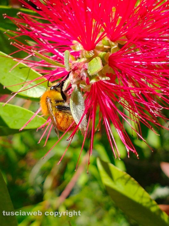 Un "bombo" su un fiore di callistemon