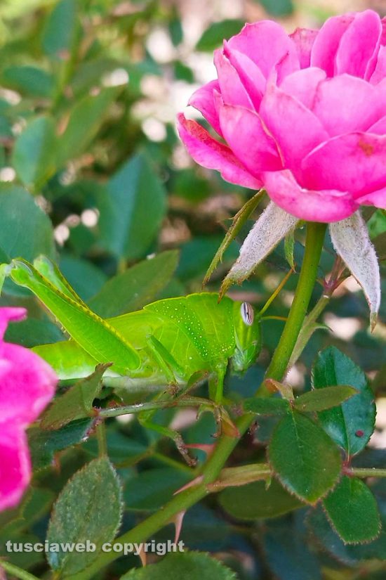 Ischia di Castro - Una locusta egiziana