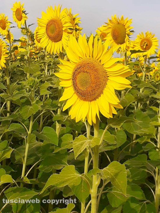 Montalto di Castro - Un campo di girasoli a Pescia Romana