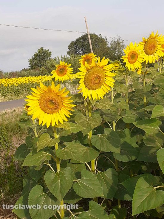 Montalto di Castro - Un campo di girasoli a Pescia Romana
