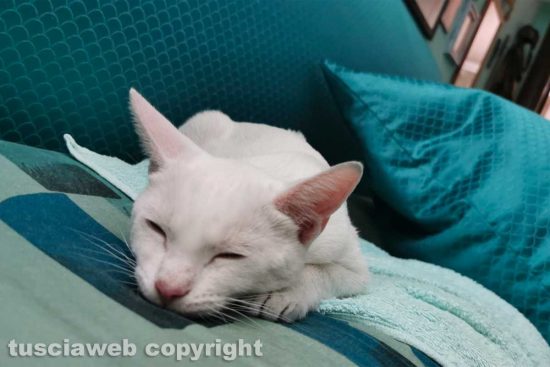Viterbo - Il gattino trovato tra piazza del Sacrario e via Cairoli