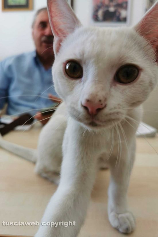 Viterbo - Il gattino trovato tra piazza del Sacrario e via Cairoli