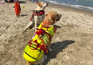 I cani bagnino Argo e Perla