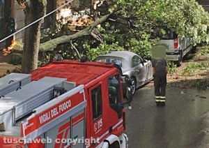 Viterbo - Via Treviso - grosso tronco di un albero crolla sulle auto