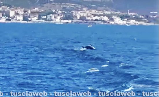 Avvistamenti di delfini a Santa Marinella
