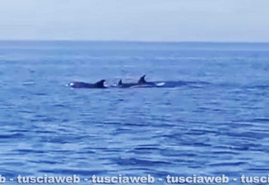 Avvistamenti di delfini a Santa Marinella