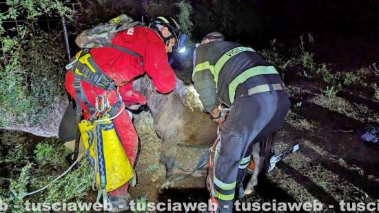 Viterbo - Puledro cade in una scarpata, salvato dai vigili del fuoco