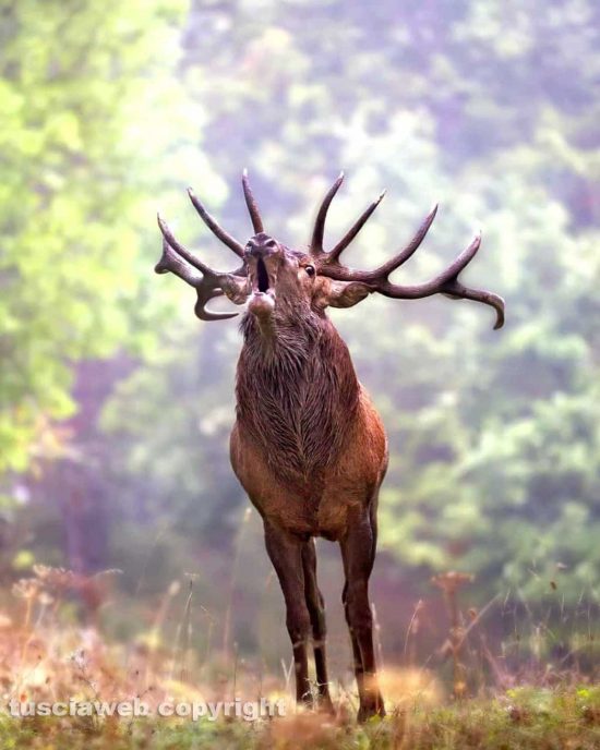 Un cervo