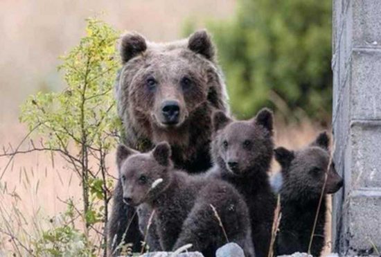 L'orsa Amarena con i cuccioli