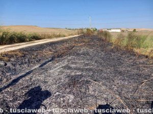 Tarquinia - Incendio in località Olivastro