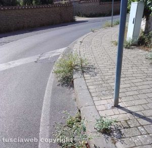 Viterbo - Le erbacce a Santa Barbara