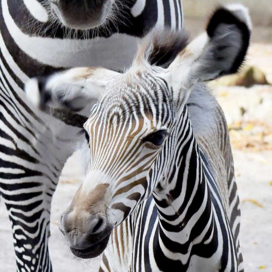 Roma - Al Bioparco è nata una rara zebra di Grevy