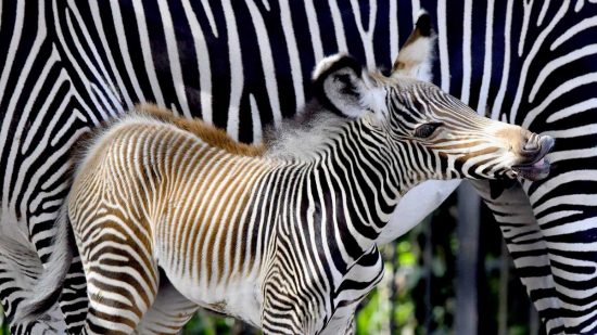 Roma - Al Bioparco è nata una rara zebra di Grevy