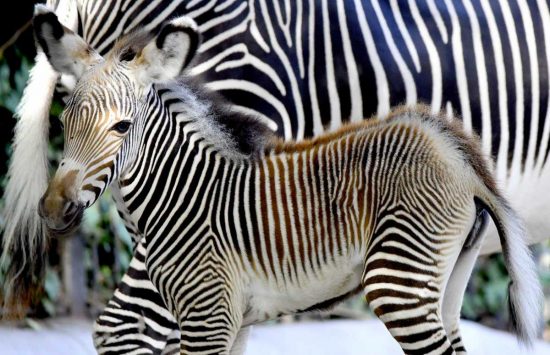 Roma - Al Bioparco è nata una rara zebra di Grevy