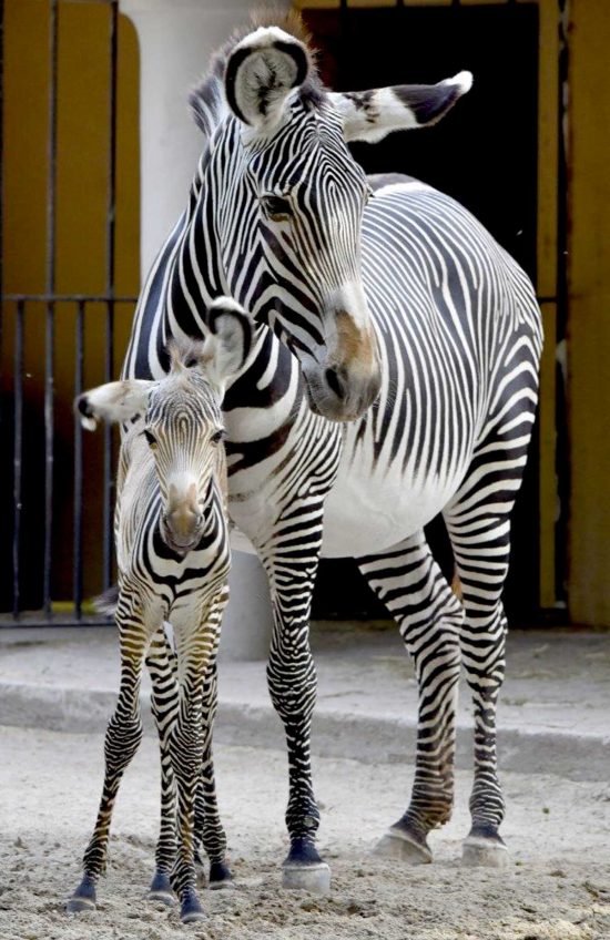 Roma - Al Bioparco è nata una rara zebra di Grevy