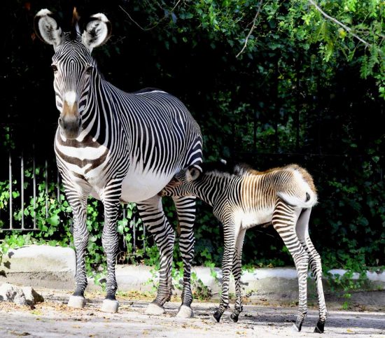 Roma - Al Bioparco è nata una rara zebra di Grevy