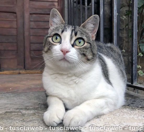 La gattina Renée 