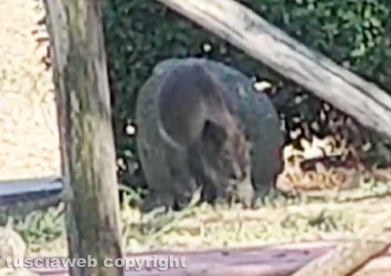 Viterbo - Cinghialetto in cerca di cibo davanti la scuola Canevari