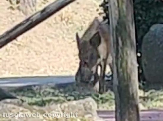 Viterbo - Cinghialetto in cerca di cibo davanti la scuola Canevari