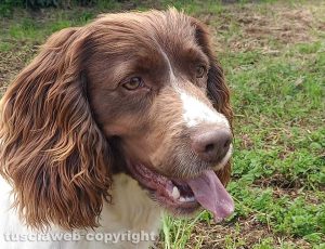La cagnolina Ambra