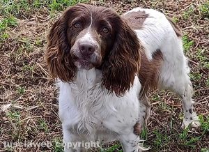 La cagnolina Ambra