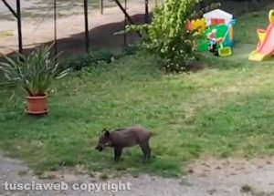 Viterbo - Cucciolo di cinghiale nel giardino condominiale di via Carlo Cattaneo